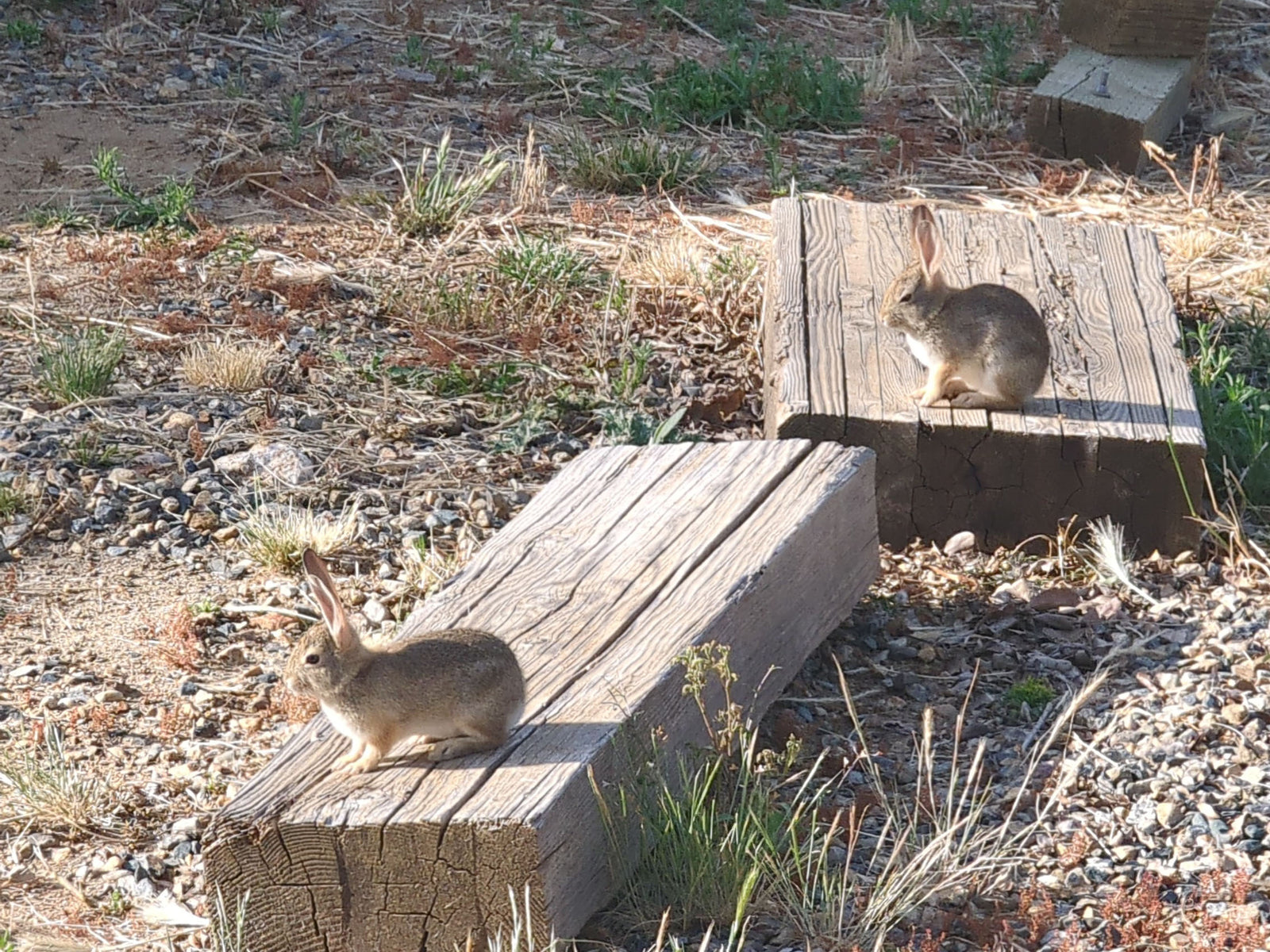 Exploring the Untamed Wonder: Wildlife Encounters at Blossom Peak Cabin in Three Rivers, California